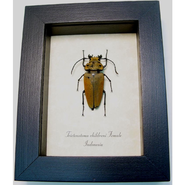Trictenotoma childreni Female Stag Beetle Framed Taxidermy Display