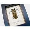 Real Framed Beetle Trictenotoma childreni Male Taxidermy Display