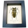 Real Framed Steampunk Beetle Trictenotoma childreni Male Taxidermy Display