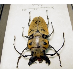 Real Framed Beetle Trictenotoma childreni Male Taxidermy Display