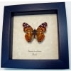 Vanessa Braziliensis Brazilian Painted Lady Butterfly Framed Taxidermy Display