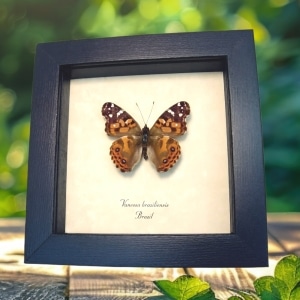 Brazilian Painted Lady Butterfly Vanessa Braziliensis Framed Taxidermy Display