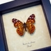 Vanessa Braziliensis Brazilian Painted Lady Butterfly Framed Taxidermy Display