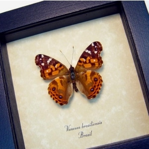 Vanessa Braziliensis Brazilian Painted Lady Butterfly Framed Taxidermy Display