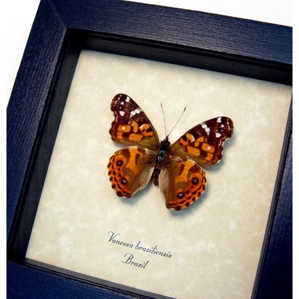 Vanessa Braziliensis Brazilian Painted Lady Butterfly Framed Taxidermy Display