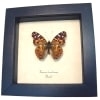 Brazilian Painted Lady Butterfly Vanessa Braziliensis Framed Taxidermy Display