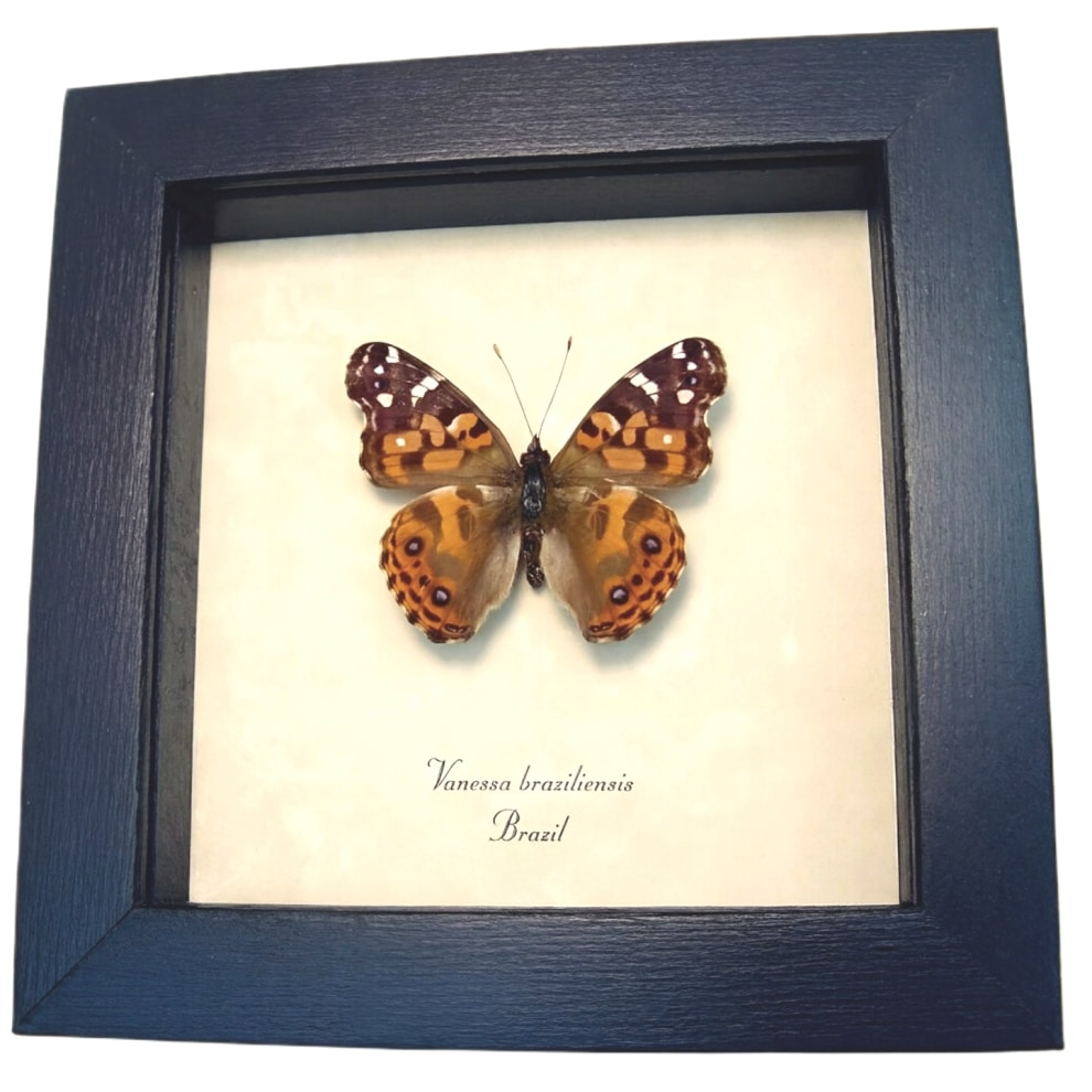 Brazilian Painted Lady Butterfly Vanessa Braziliensis Framed Taxidermy Display