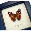 Vanessa myrinna Vivid Painted Lady Butterfly Framed Taxidermy