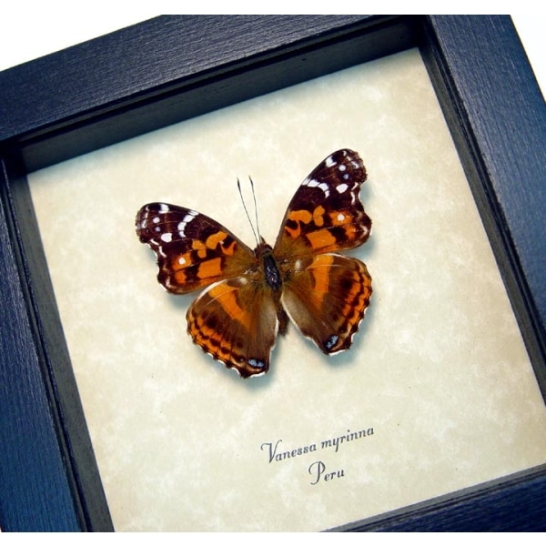 Vanessa myrinna Vivid Painted Lady Butterfly Framed Taxidermy