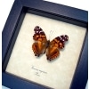 Vanessa myrinna Vivid Painted Lady Butterfly Framed Taxidermy