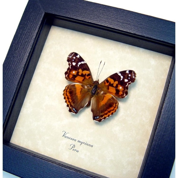 Vanessa myrinna Vivid Painted Lady Butterfly Framed Taxidermy
