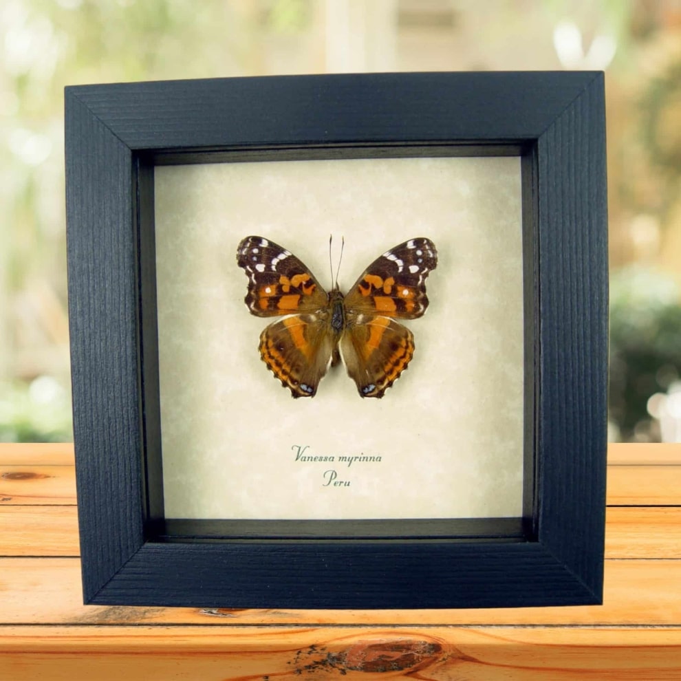 Vanessa myrinna Vivid Painted Lady Butterfly Framed Taxidermy Vanessa myrinna Vivid Painted Lady Butterfly Framed Taxidermy