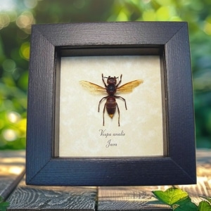 Vespa analis Gold Tip Hornet Framed Insect Taxidermy Display