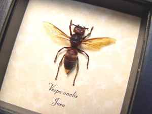 Vespa analis Gold Tip Hornet Framed Insect Taxidermy Display