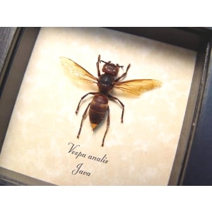 Vespa analis Gold Tip Hornet Framed Insect Taxidermy Display