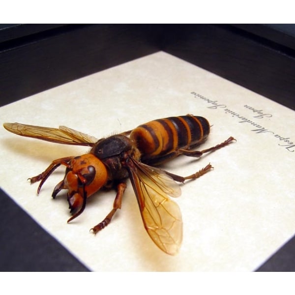 Murder Hornet Vespa mandarinia japonica Large Asian giant Hornet Framed Taxidermy