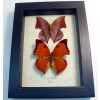 Zaretis isidora Set Leaf Mimic Butterflies Framed Taxidermy Display