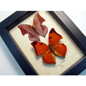 Zaretis isidora Set Leaf Mimic Butterflies Framed Taxidermy Display