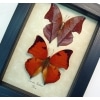Zaretis isidora Set Leaf Mimic Butterflies Framed Taxidermy Display
