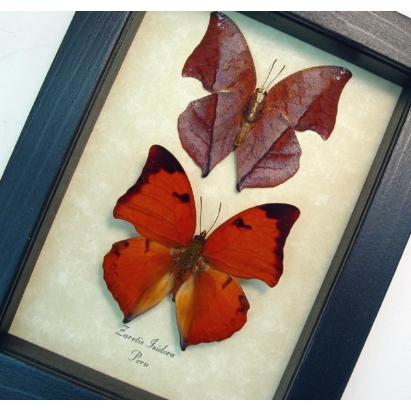 Zaretis isidora Set Leaf Mimic Butterflies Framed Taxidermy Display
