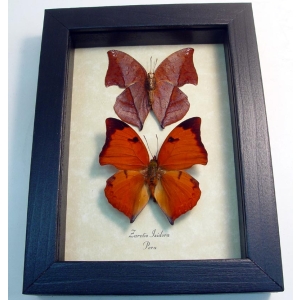 Zaretis isidora Set Leaf Mimic Butterflies Framed Taxidermy Display