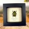 Eudicella hornimanni Female Orange African Beetle Framed Taxidermy Display