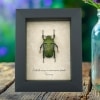 Real Framed Green African Beetle Eudicella morgani camerunensis Female Taxidermy Display