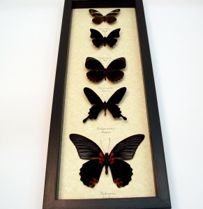 Black Butterfly Collection Real Framed Butterflies Taxidermy Display