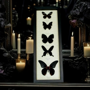 Black Butterfly Collection Real Framed Butterflies