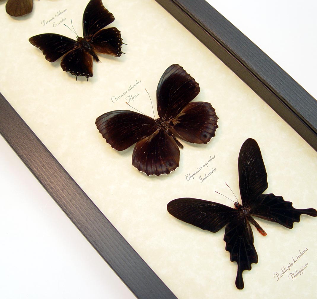 Black Butterfly Collection Real Framed Butterflies Butterfly Art