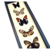 Brown Leather Butterfly Collection Real Framed Butterflies Taxidermy Display