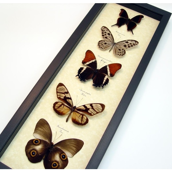 Brown Leather Butterfly Collection Real Framed Butterflies Taxidermy Display