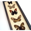 Brown Leather Butterfly Collection Real Framed Butterflies Taxidermy Display