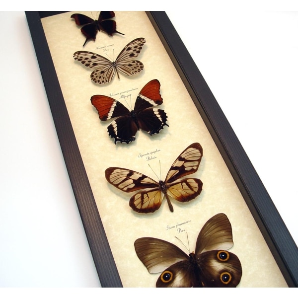 Brown Leather Butterfly Collection Real Framed Butterflies Taxidermy Display