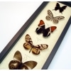 Brown Leather Butterfly Collection Real Framed Butterflies Taxidermy Display