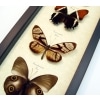 Brown Leather Butterfly Collection Real Framed Butterflies Taxidermy Display
