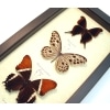 Brown Leather Butterfly Collection Real Framed Butterflies Taxidermy Display