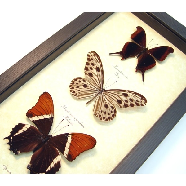 Brown Leather Butterfly Collection Real Framed Butterflies Taxidermy Display