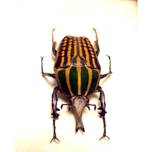 Chelorrhina savagei Male 56mm African Flower Beetle ooak