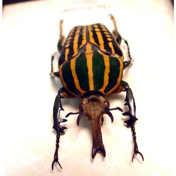 Chelorrhina savagei Male 66mm African Flower Beetle