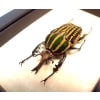 Chelorrhina savagei Male 66mm African Flower Beetle Framed Taxidermy Display