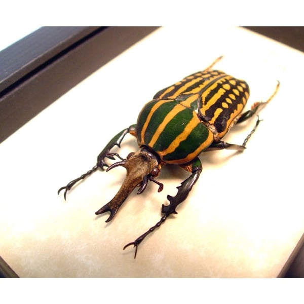 Chelorrhina savagei Male 66mm African Flower Beetle Framed Taxidermy Display