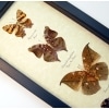 Dead Leaf Mimic Butterfly Collection Real Framed Butterflies Taxidermy Display
