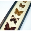 Dead Leaf Mimic Butterfly Collection Real Framed Butterflies Taxidermy Display
