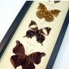Dead Leaf Mimic Butterfly Collection Real Framed Butterflies Taxidermy Display