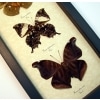Dead Leaf Mimic Butterfly Collection Real Framed Butterflies Taxidermy Display