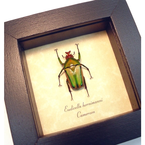 Eudicella hornimanni male Orange African Beetle ooak