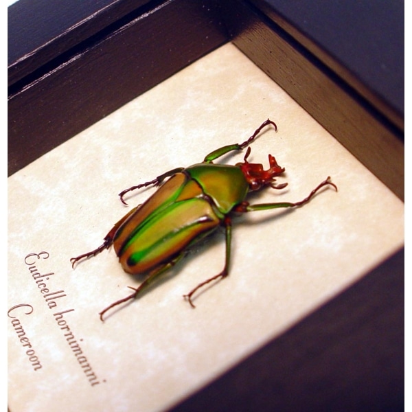 Eudicella hornimanni male Orange African Beetle ooak