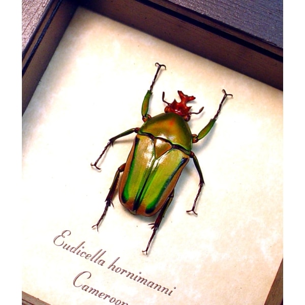 Eudicella hornimanni male Orange African Beetle