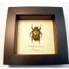 Eudicella hornimanni Female Orange African Beetle ooak